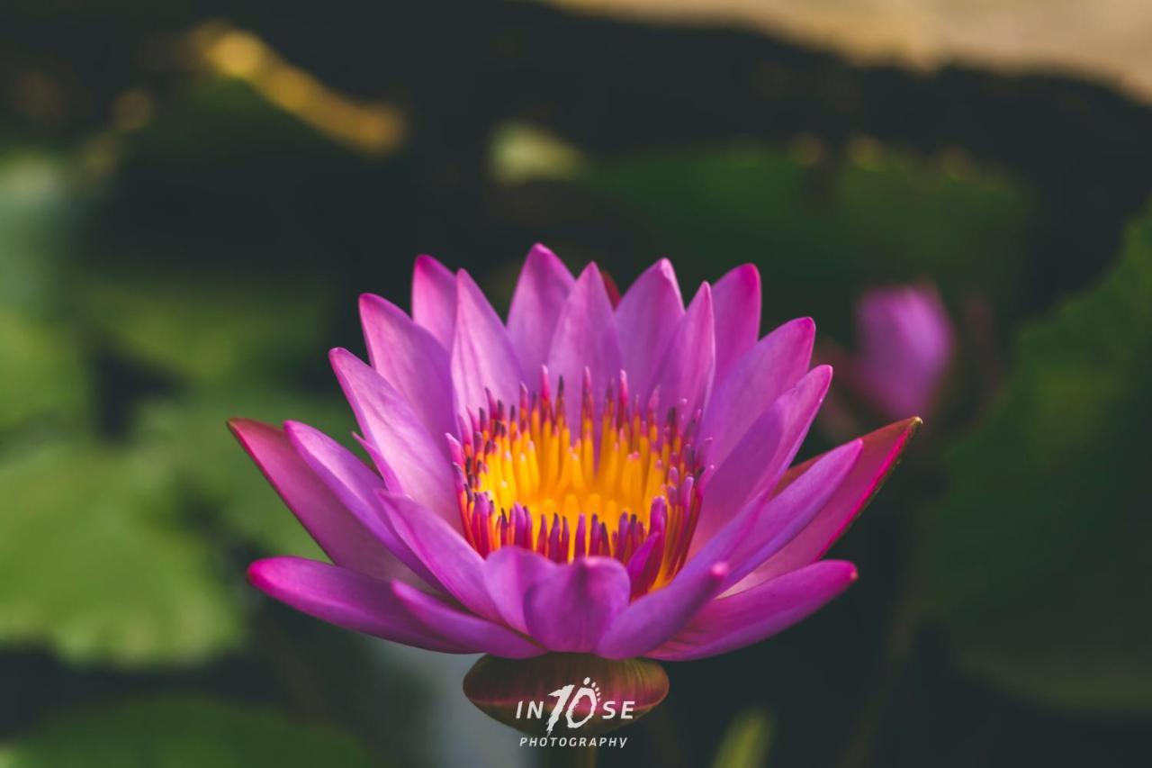 Golden And Farm Hotel Nashik