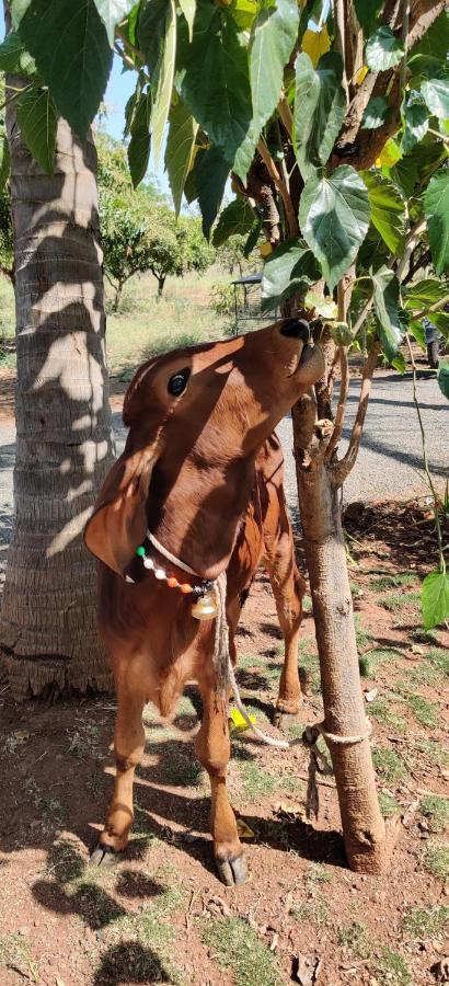 Shakuntala Farms - Rustic Farmstay With Modern Comforts Farm stay