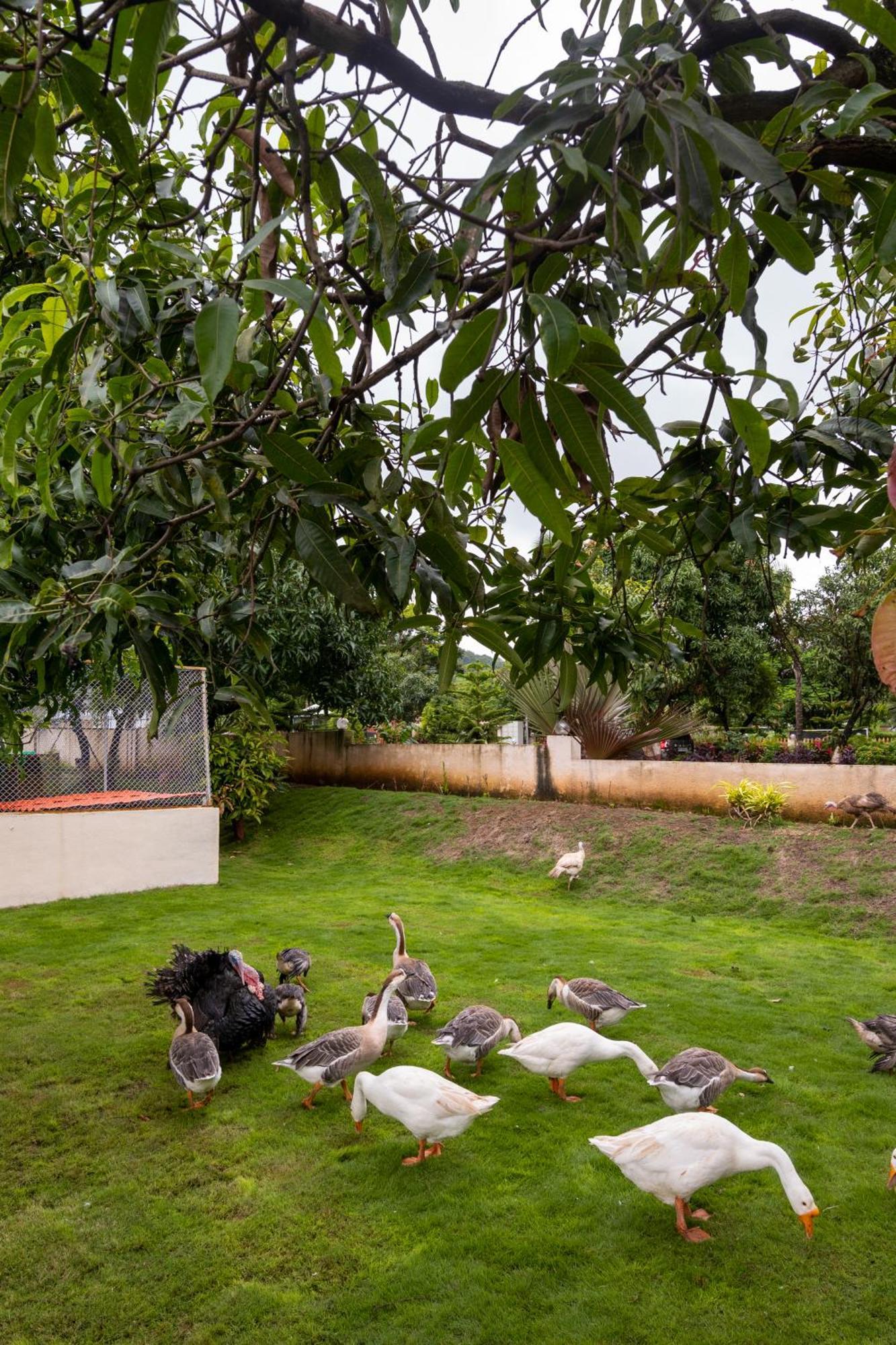Freesia By Express 4* Nashik