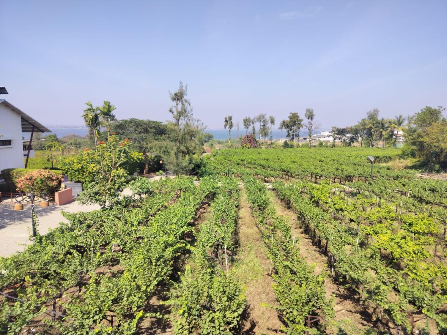 Resort Soma Vineyard -nashik